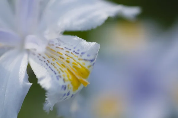 Деталь лепестков цветка радужки — стоковое фото