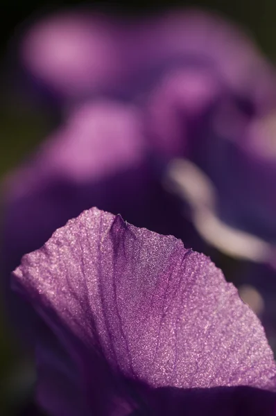 Dettaglio di petali di un fiore d'Iris — Foto Stock