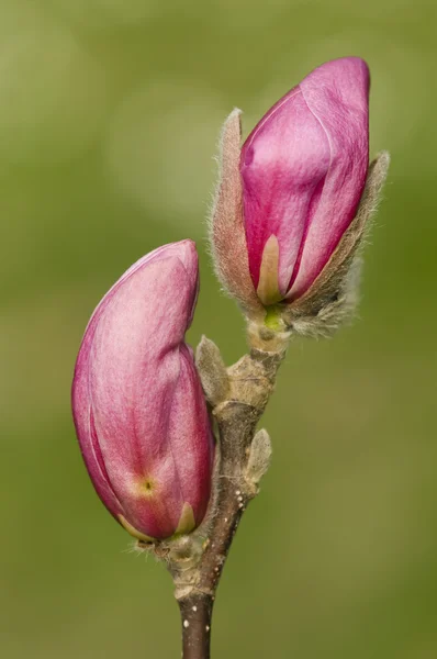 Czerwone i różowe pąki kwiatowe Magnolia — Zdjęcie stockowe
