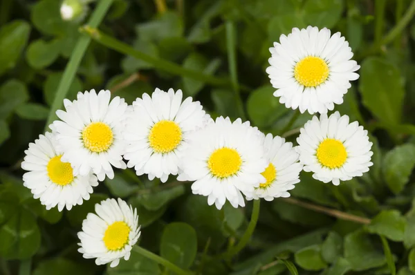 Madeliefjes in volle bloei — Stockfoto