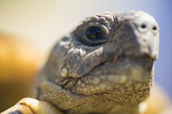 Тестудо германская черепаха — стоковое фото