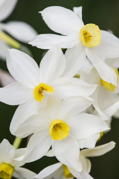 Flores de narciso amarelas e brancas — Fotografia de Stock