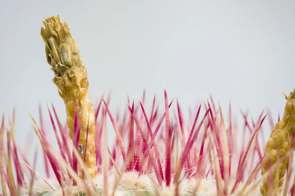 Bloem bud en rode doornen — Stockfoto