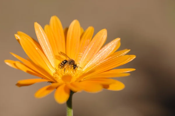 Медовая пчела собирает нектар и пыльцу — стоковое фото