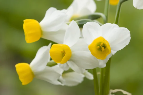 Κίτρινα και λευκά λουλούδια ασφόδελος — Φωτογραφία Αρχείου