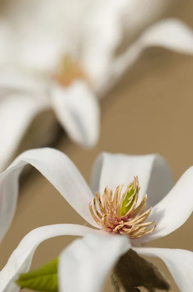 Witte magnolia bloem detail — Stockfoto
