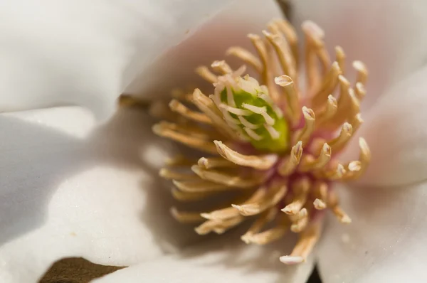 Witte magnolia bloem detail — Stockfoto