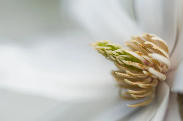 White Magnolia flower detail — Stock Photo, Image