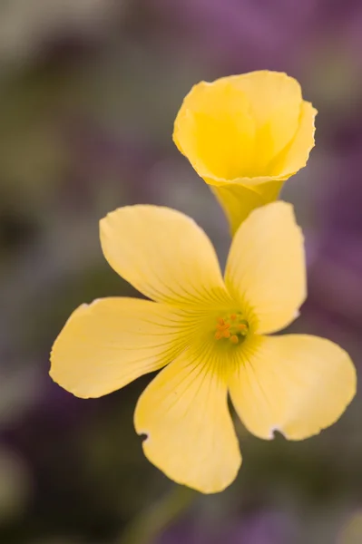 Petites fleurs jaunes — Photo