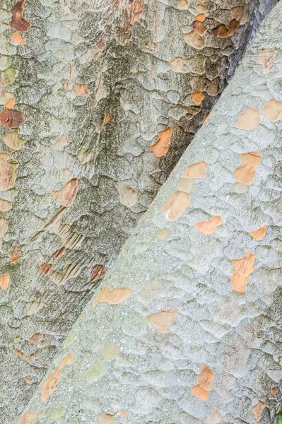 Dettaglio dei tronchi d'albero Zelkova — Foto Stock