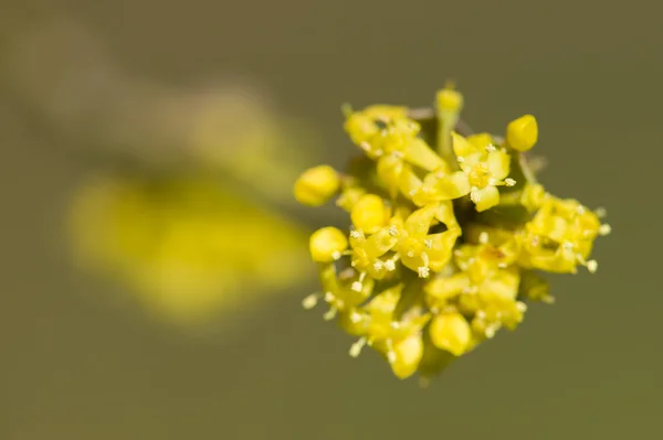 Malé žluté květy — Stock fotografie