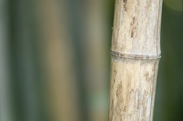 Détail en bambou vert et brun — Photo