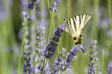 kırlangıçkuyruğu (Iphiclides podalirius) kelebek