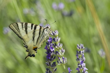 kırlangıçkuyruğu (Iphiclides podalirius) kelebek