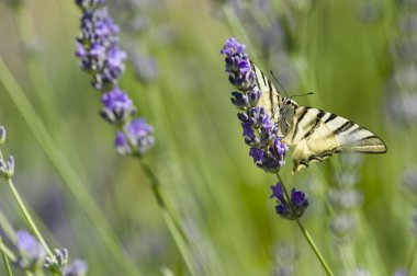 kırlangıçkuyruğu (Iphiclides podalirius) kelebek