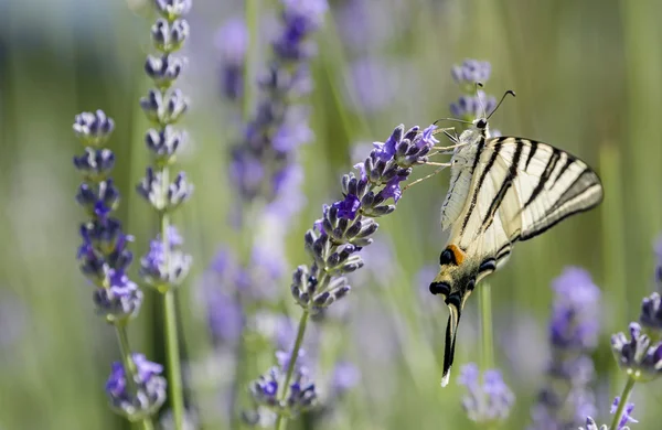 Scarce Swallowtail (Iphiclides podalirius) butterfly — Stock Photo, Image