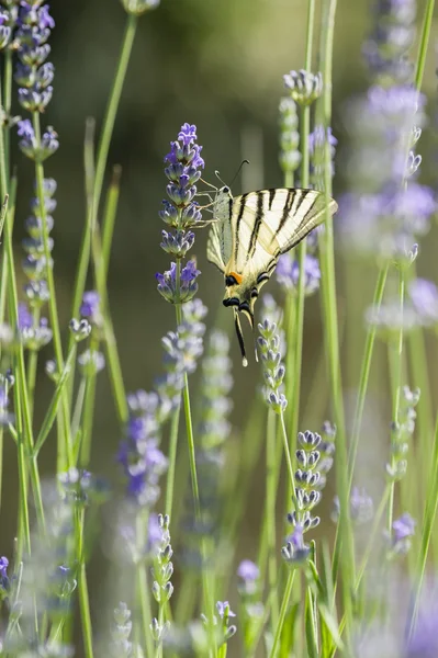 Scarce Swallowtail (Iphiclides podalirius) butterfly — Stock Photo, Image