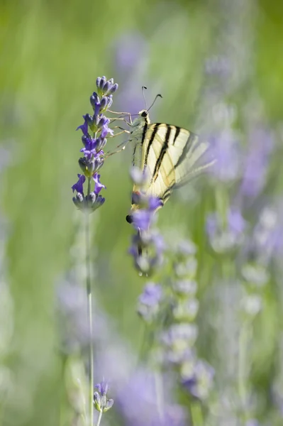 Scarce Swallowtail (Iphiclides podalirius) butterfly — Stock Photo, Image