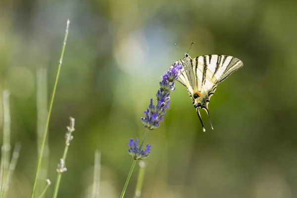 Rabo de andorinha escasso (Iphiclides podalirius) borboleta — Fotografia de Stock
