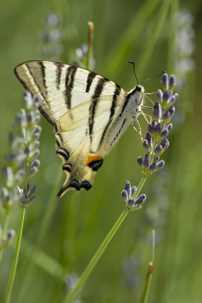 Scarce Swallowtail (Iphiclides podalirius) butterfly — Stock Photo, Image