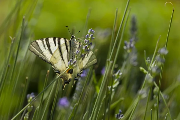 Rabo de andorinha escasso (Iphiclides podalirius) borboleta — Fotografia de Stock