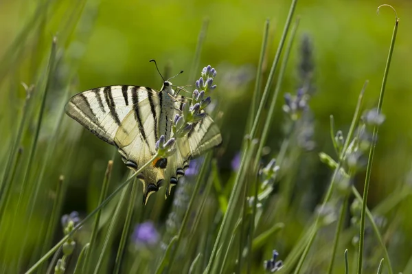 Szűkös Pillangófélék (iphiclides podalirius) — Stock Fotó