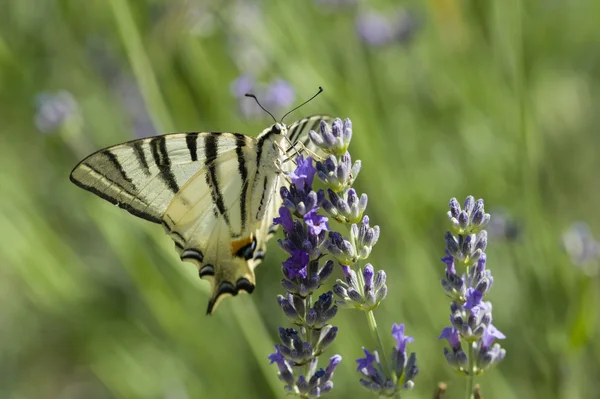 Scarce Swallowtail (Iphiclides podalirius) butterfly — Stock Photo, Image