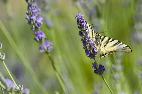 Scarce Swallowtail (Iphiclides podalirius) butterfly — Stock Photo, Image