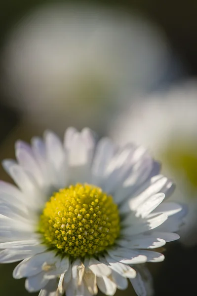 Close up of a daisy flower — Stock Photo, Image