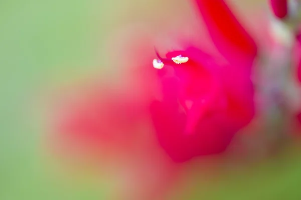 Detalhe de Pólen em estame de flor — Fotografia de Stock