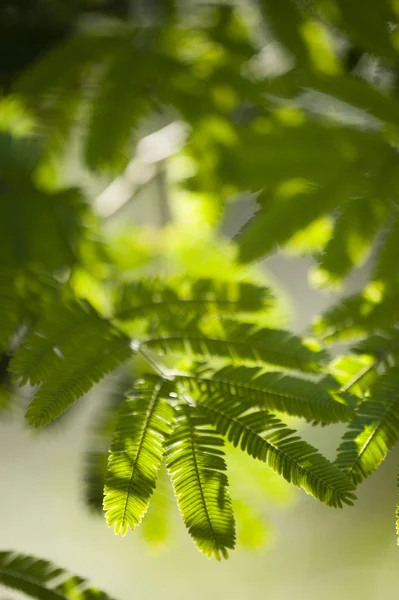 Feather like tree leaves — Stock Photo, Image