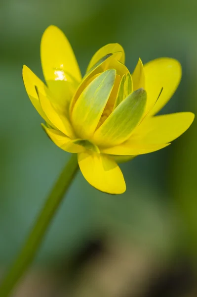 Χρυσό κουμπί λουλούδι — Φωτογραφία Αρχείου
