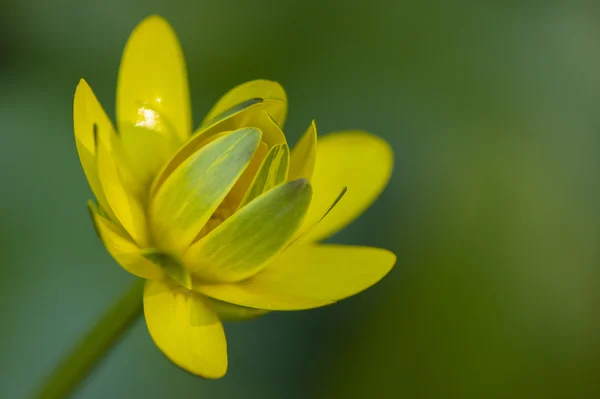 Botón de oro flor — Foto de Stock