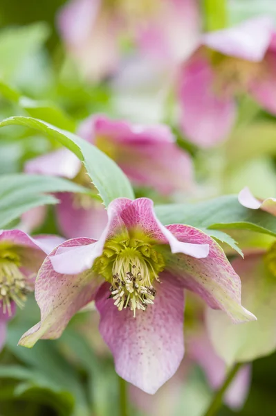 Cornus pink flowers — Stock Photo, Image