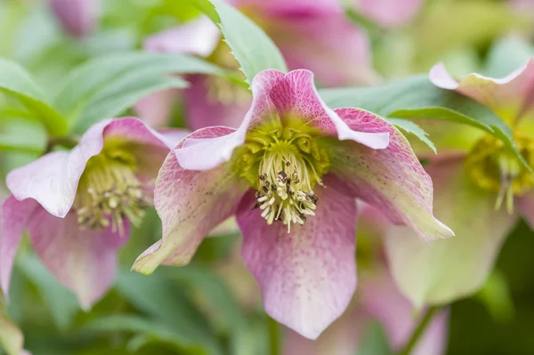 Cornus pink flowers — Stock Photo, Image