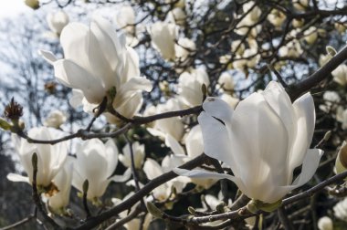Beyaz Manolya çiçekleri ben