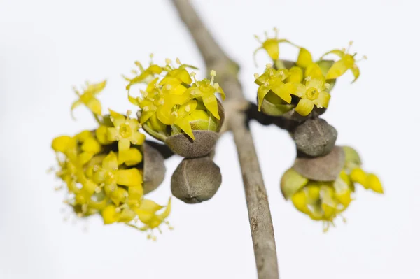 Cornus mas, karneol, střemcha Evropská cornel, svída žluté fl — Stock fotografie