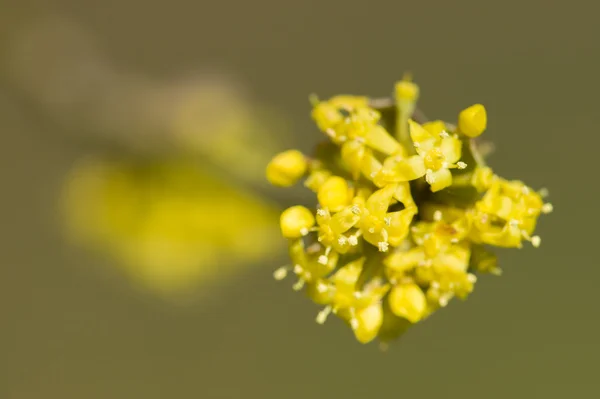 Cornus mas, karneol, střemcha Evropská cornel, svída žluté fl — Stock fotografie