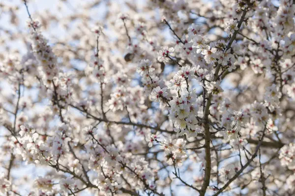 Flores de cerezo japonés en plena floración —  Fotos de Stock