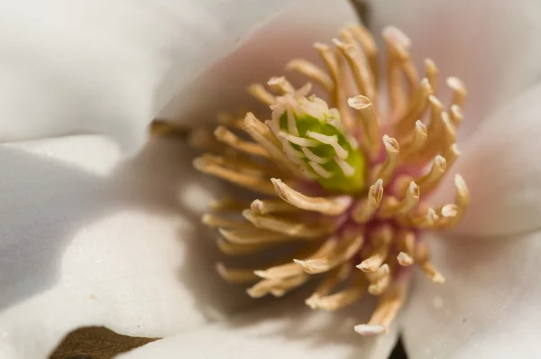 Magnolia stellata, magnolia estrellada flores — Foto de Stock