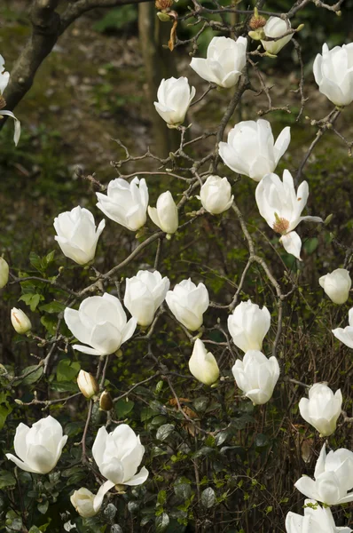 Flores de magnolia blanca i — Foto de Stock