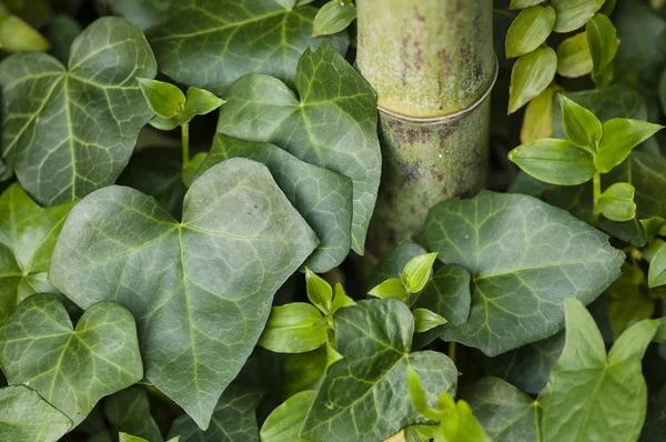 Hedera elica, edera comune, foglie e gambo di bambù — Foto Stock