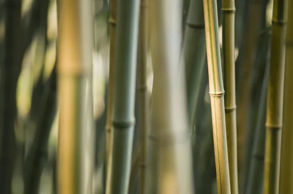 Bambu stjälkar närbild — Stockfoto