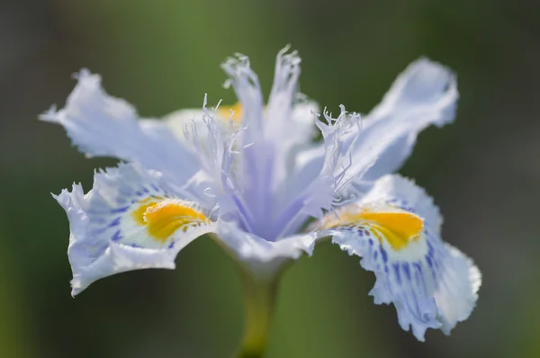 黄色と青のアイリスの花のクローズ アップ — ストック写真