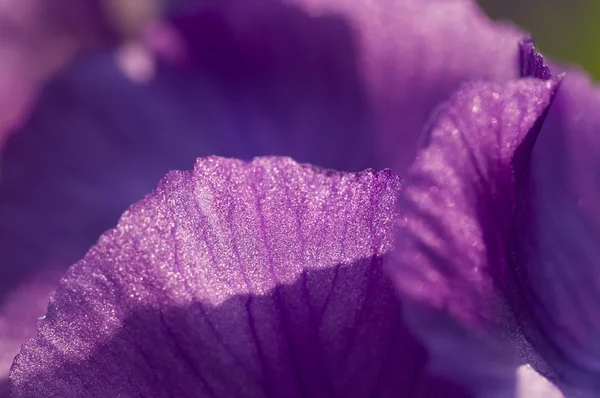 Tutup dari bunga iris ungu — Stok Foto