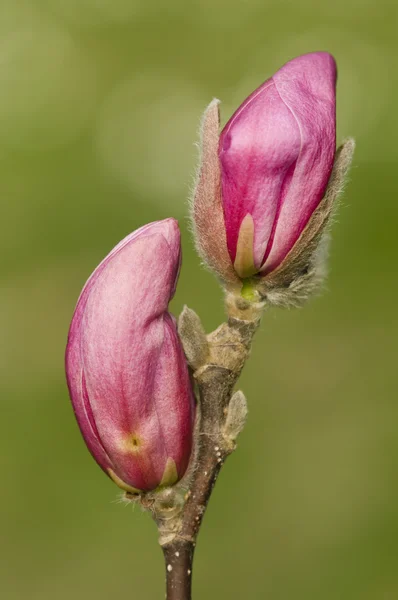 Różowe pąki kwiatów magnolii — Zdjęcie stockowe