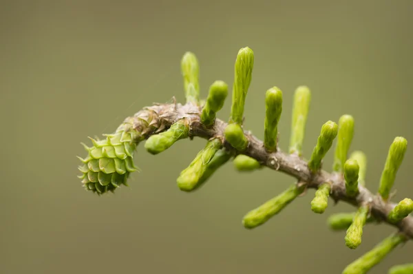 Taxodium distichum, kel servi yaprak tomurcukları. — Stok fotoğraf