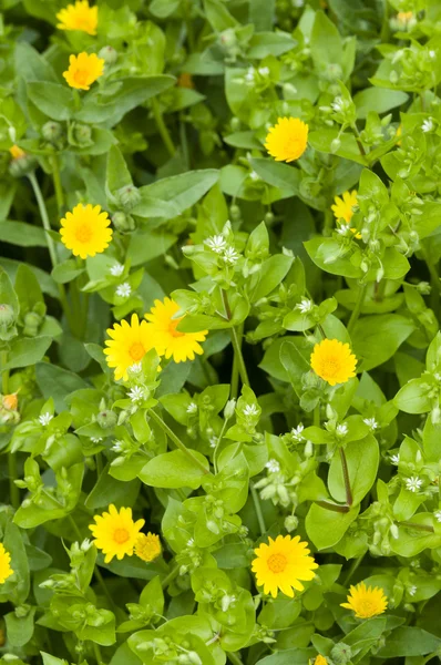 Tyúkhúr, a fehér virágok és a sárga margarétás — Stock Fotó