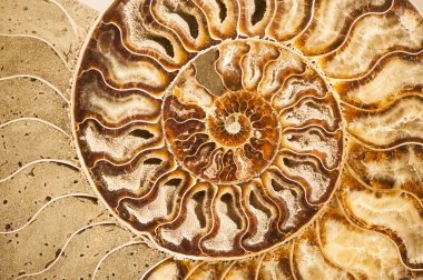 Ammonit fosil kabuğu detay 