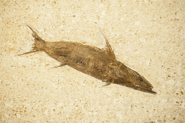 Fossil of fish with long body — Stock Photo, Image